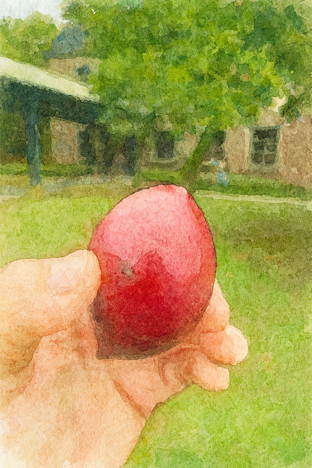 吃了也不會變成海賊王的惡魔果實~海檬果